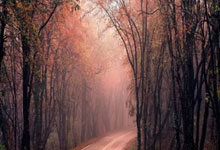 星空体育：[CBA]常规赛12月9日：吉林VS山东 高诗岩集锦.